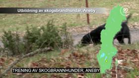 Trening av skogbrannhunder, Aneby