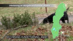 Skovbrand-hundetræning, Aneby.