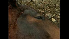 Minilektion i Djurlivräddning