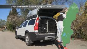 Investigating fires using sniffer dogs