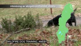Wildfire dog training, Aneby