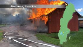 BA firefighting among cows