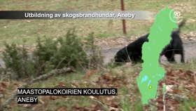Maastopalokoirien koulutus, Aneby